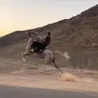 حصان شعبي للبيع
