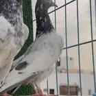 حمام باكستاني