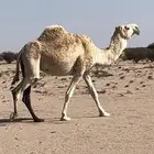 بكره لقحه كفو