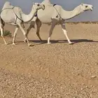 للبيع نياق وضح كفوو