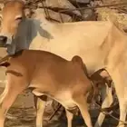 بقره تحتها خبشه