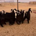جفرات جذعات عوارض