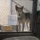 كلب هاسكي حراسه