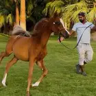 مهر شيخ الشعبي