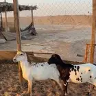 شياه للبيع