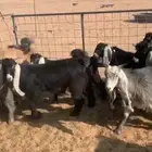 تيوس مخاصي البيع تفريد