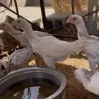 صوص فارسي