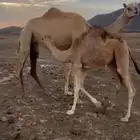 ناقه