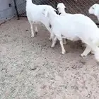 5 خروف جبر