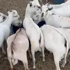 تيوس طيبه جدا