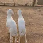 للبيع هرافي حريات فاخره