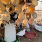 حمام فرنسي طيب 17 جوز تقريبا 34 حبة