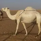 خلفه عفراء هديه
