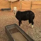 نعجه نجديه توها مقروعه علا جميع شروط