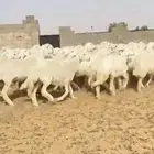رخال حريات حرش صنف مراح خوات بعض
