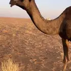 ناقه صفرا ضروبه ثنو