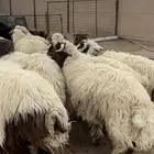 جذعان نعيم خرفان