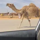 خلفه ثنو هديه ما تحرك