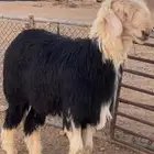 فحل نجدي فاخر