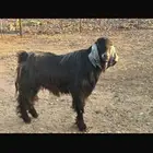تيس فحل عارضي
