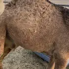 بكره صفرا