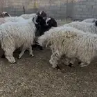 كناور نعيم ( وزن عالي )