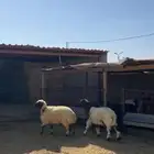 خروف ورخل