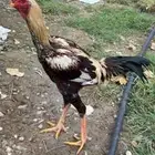 ديك باكستاني