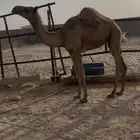 بكره. (تم البيع)