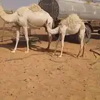 حشو لباني