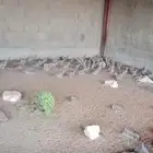 قطا للبيع