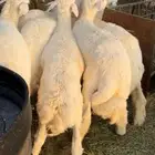 طليان