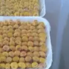 طيور دخل