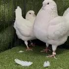 زوج منتج مدائن ابيض صك