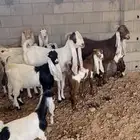 معزاء هولنديه للبيع