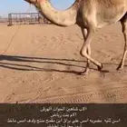 ناقه كفوو