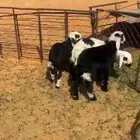 هرافي