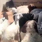 ذبايح نعيم سواكن بربري