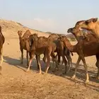 خلفات سواحل