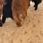 خرفان