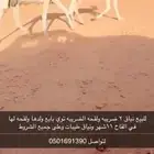 لقحه وضريبه وضح طيبات