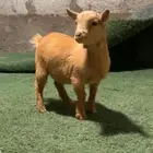 جفره قزمي (انثى)