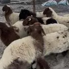 ذبايح للبيع