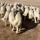 طليان حري مناسبات وتمائم