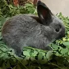 أرنب من نوع فرنسي