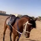 حصان فحل شعبي خيل جمال