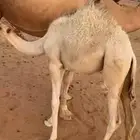 قعود وبكره تحت اماتها لبانيه وعلفها برسيم عمارها 5 شهور