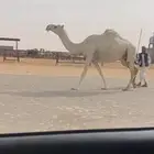 وضحا لقحه طيبه وجايه من ابل طيبه