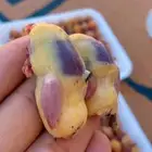 دخل طازجج