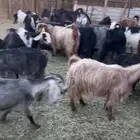 معزا البيع العدد 50ولد 5مع 9